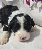 Glory, a female Sheepadoodle for sale in Cissna Park, IL – 1 of 2
