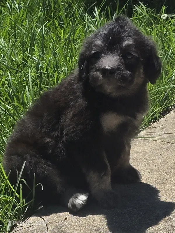 Lyra – Pyredoodle puppy for sale in Cissna Park, IL