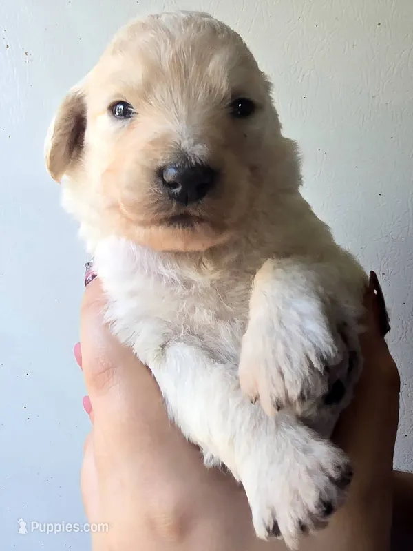 Nova – Pyredoodle puppy for sale in Cissna Park, IL