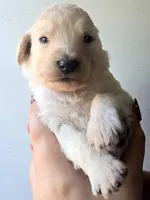 Nova, a female Pyredoodle for sale in Cissna Park, IL – 4 of 6