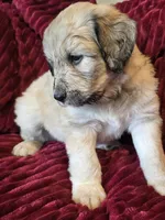 Merlin, a male Pyredoodle for sale in Cissna Park, IL – 3 of 4