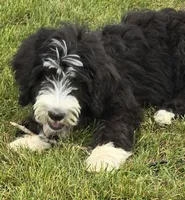 Courage, a male Sheepadoodle for sale in Cissna Park, IL – 1 of 6