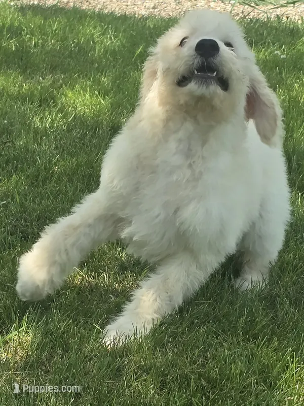 Venus – Pyredoodle puppy for sale in Cissna Park, IL