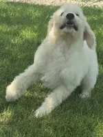 Venus, a female Pyredoodle for sale in Cissna Park, IL – 1 of 6