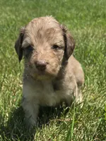 Athena, a female Pyredoodle for sale in Cissna Park, IL – 2 of 4