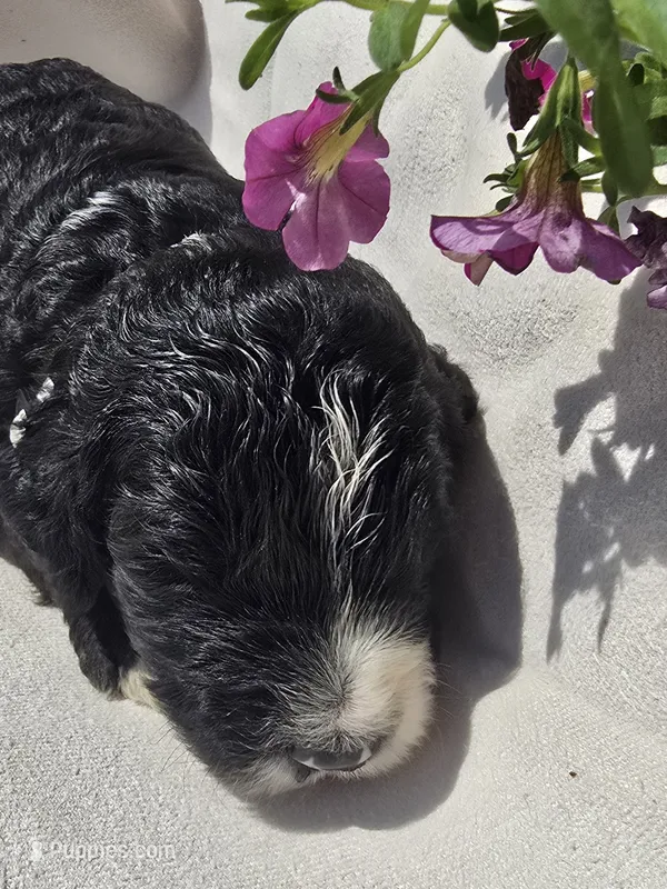 Lincoln – Sheepadoodle puppy for sale in Cissna Park, IL
