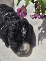 Lincoln, a male Sheepadoodle for sale in Cissna Park, IL – 1 of 2