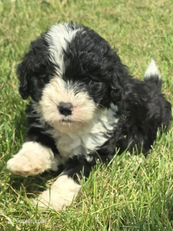 Star – Sheepadoodle puppy for sale in Cissna Park, IL