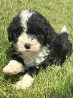 Star, a female Sheepadoodle for sale in Cissna Park, IL – 1 of 3