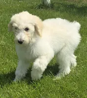 Nova, a female Pyredoodle for sale in Cissna Park, IL – 4 of 9