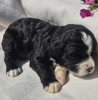Courage, a male Sheepadoodle for sale in Cissna Park, IL – 2 of 4