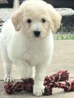 Nova, a female Pyredoodle for sale in Cissna Park, IL – 1 of 6