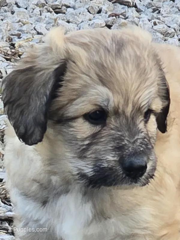 Anna – Pyredoodle puppy for sale in Cissna Park, IL