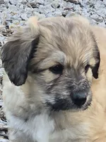Anna, a female Pyredoodle for sale in Cissna Park, IL – 1 of 3