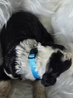 Glory, a female Sheepadoodle for sale in Cissna Park, IL – 2 of 2