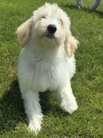Nova, a female Pyredoodle for sale in Cissna Park, IL – 3 of 9