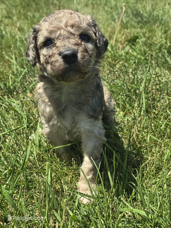 Vega – Pyredoodle puppy on hold in Cissna Park, IL