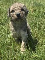 Vega, a female Pyredoodle for sale in Cissna Park, IL – 1 of 3