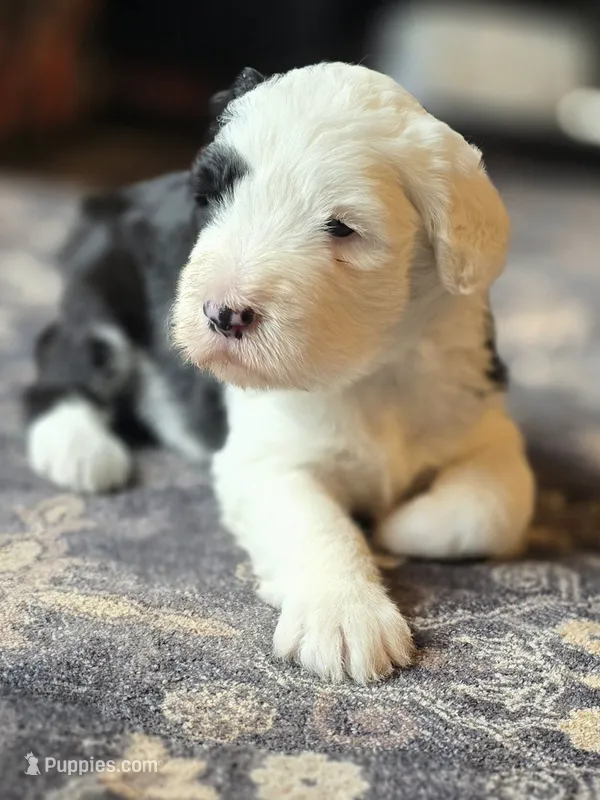 Uno – Sheepadoodle puppy for sale in Cissna Park, IL