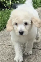 Nova, a female Pyredoodle for sale in Cissna Park, IL – 2 of 6