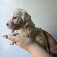 Venus, a female Pyredoodle for sale in Cissna Park, IL – 4 of 4
