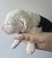 Uno, a male Sheepadoodle for sale in Cissna Park, IL – 2 of 2