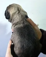 Apollo, a male Pyredoodle for sale in Cissna Park, IL – Photo 2 of 4