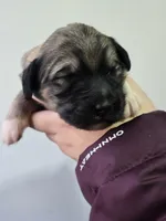 Apollo, a male Pyredoodle for sale in Cissna Park, IL – Photo 4 of 4