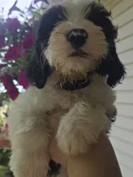 Glory, a female Sheepadoodle for sale in Cissna Park, IL – 5 of 5