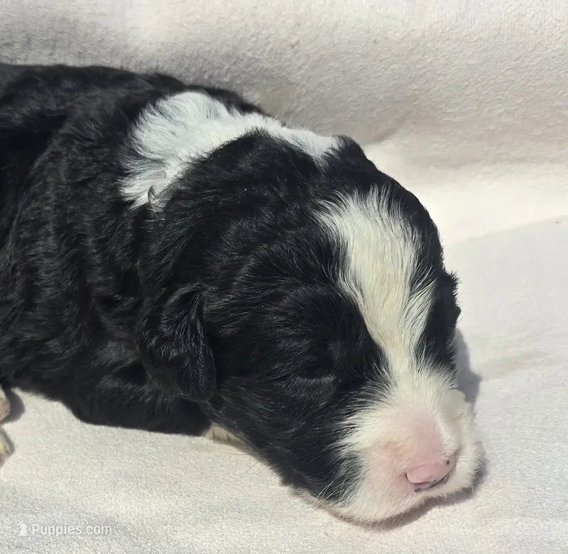 Brave – Sheepadoodle puppy for sale in Cissna Park, IL