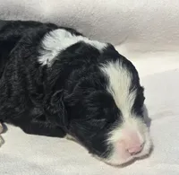 Brave, a male Sheepadoodle for sale in Cissna Park, IL – 1 of 2
