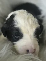 Indy, a female Sheepadoodle for sale in Cissna Park, IL – 3 of 3