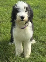 Dolly, a female Sheepadoodle for sale in Cissna Park, IL – 4 of 4