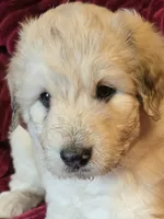Arthur, a male Pyredoodle for sale in Cissna Park, IL – 1 of 3