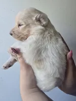 Nova, a female Pyredoodle for sale in Cissna Park, IL – 5 of 6