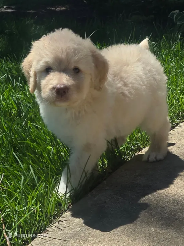 Luna – Pyredoodle puppy for sale in Cissna Park, IL
