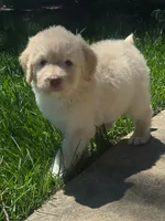 Luna, a female Pyredoodle for sale in Cissna Park, IL – 1 of 5
