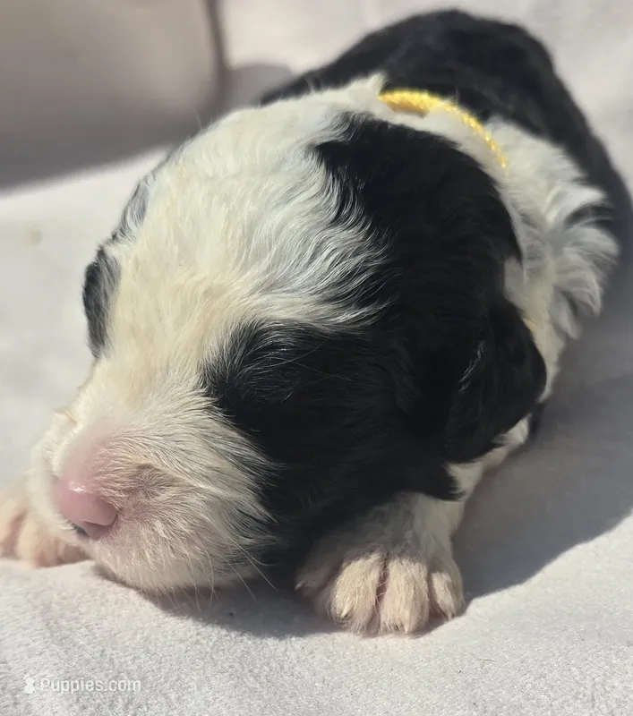 Indy – Sheepadoodle puppy for sale in Cissna Park, IL