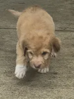 Sirius, a female Pyredoodle for sale in Cissna Park, IL – 3 of 4