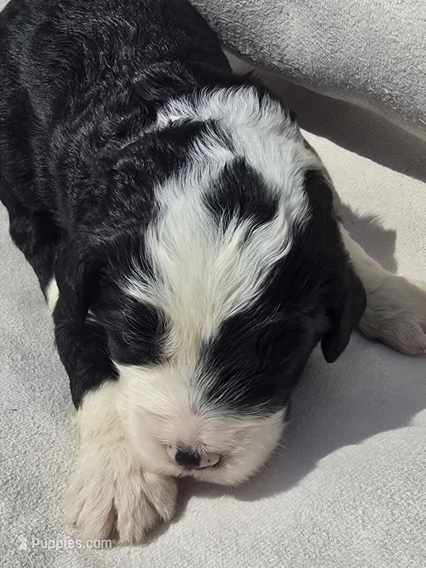 Honor – Sheepadoodle puppy for sale in Cissna Park, IL