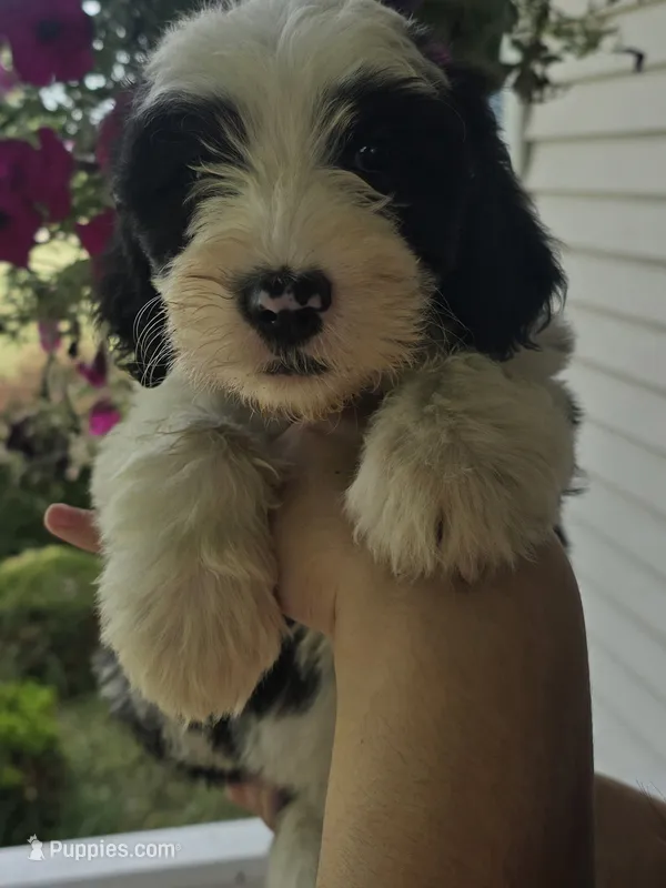 Glory – Sheepadoodle puppy for sale in Cissna Park, IL