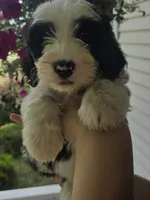 Glory, a female Sheepadoodle for sale in Cissna Park, IL – 1 of 5