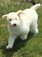 Nova, a female Pyredoodle for sale in Cissna Park, IL – 5 of 9