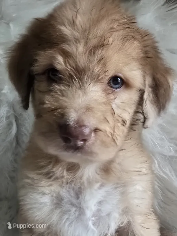 Sirius – Pyredoodle puppy for sale in Cissna Park, IL