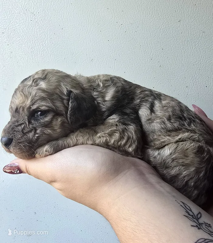Vega – Pyredoodle puppy for sale in Cissna Park, IL