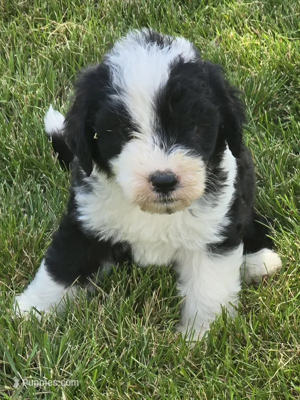 Honor – Sheepadoodle puppy for sale in Cissna Park, IL