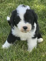 Honor, a male Sheepadoodle for sale in Cissna Park, IL – 1 of 3