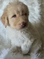 Luna, a female Pyredoodle for sale in Cissna Park, IL – 3 of 5