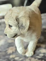 Arthur, a male Pyredoodle for sale in Cissna Park, IL – 2 of 3