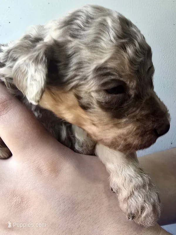 Leo – Pyredoodle puppy for sale in Cissna Park, IL